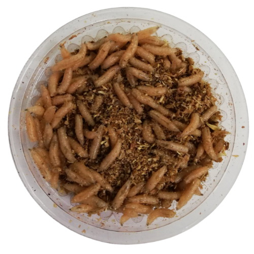 Опарыш белый крупный, Наживка